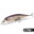 bionic bait prices 11