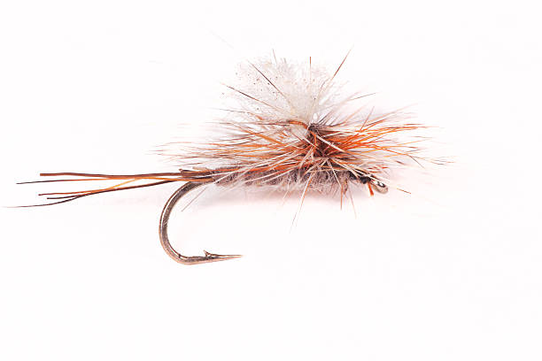 Close-up of a Parachute Adams dry fly/trout fly. Photographed on white background.