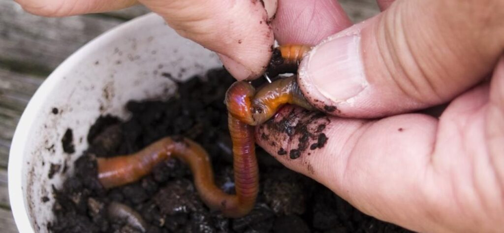 How to Choose Bait:Choosing between live baits & artificial baits