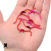Improved San Juan Squirmy Wormy Trout Worm F Dry Flies Nymphs Fly Fishing Flies Kit - Image 3