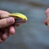 Lunchable Streamer Assortment Fly Fishing  Dry Flies Nymphs Fly Fishing Flies Kit - Image 3