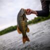 PowerBait Pro Twitchtail Minnow   Purple Char Fishing Artificial Bait Soft Plastic Lures - Image 3