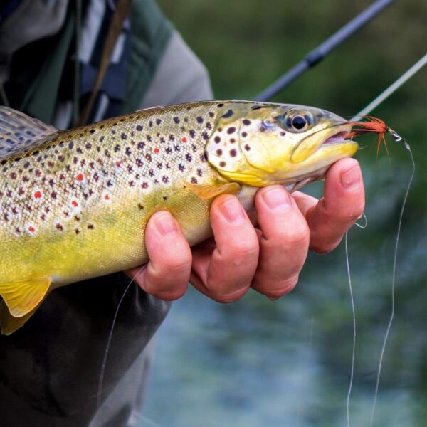 Fly Fishing Flies Kit 40pcs/76pcs/100pcs F Dry Flies Nymphs Fly Fishing Flies Kit - Image 6