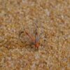 1 Dozen Orange & Partridge Nymph Flies S Dry Flies Nymphs Fly Fishing Flies Kit