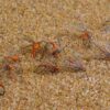 1 Dozen Orange & Partridge Nymph Flies S Dry Flies Nymphs Fly Fishing Flies Kit - Image 3