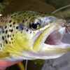 12 Dry Flies Pattern Assortment (3 of Each)  Dry Flies Nymphs Fly Fishing Flies Kit - Image 4