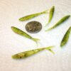 200-1 1/2 Micro Crappie panfish-shad Minnow- Fishing Artificial Bait Soft Plastic Lures" - Image 3