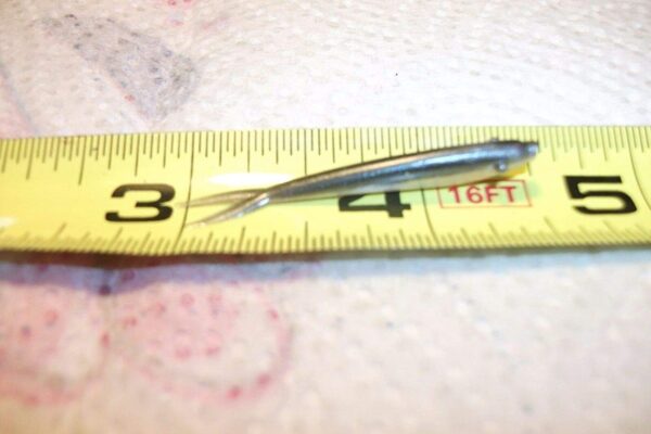 70-1 1/2 Crappie-PANFISH-Trout-SHAD Minnow-G Fishing Artificial Bait Soft Plastic Lures" - Image 4