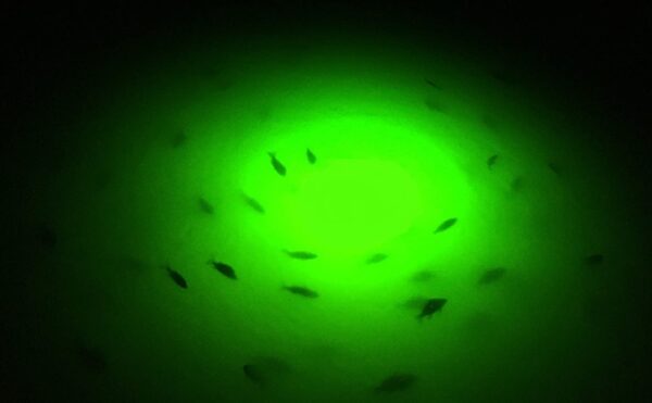 14 000 Lumen  Brilliant Green Double Lamp Und Fishing Artificial Bait Soft Plastic Lures - Image 9