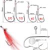 12pcs Clouser Minnow Fishing Flies Tied on S Dry Flies Nymphs Fly Fishing Flies Kit - Image 4