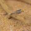 12 Flies -Bead Head Natural Hares Ear Mayfly Dry Flies Nymphs Fly Fishing Flies Kit