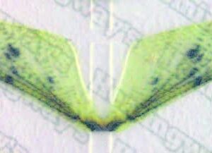 Realistic Mayfly Wings 4 Size Set for Fly Fi Dry Flies Nymphs Fly Fishing Flies Kit