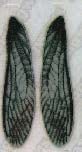 Realistic Stonefly Wings Set of 4 Sizes Dry Flies Nymphs Fly Fishing Flies Kit