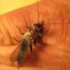 Realistic Stonefly Wings Set of 4 Sizes Dry Flies Nymphs Fly Fishing Flies Kit - Image 7