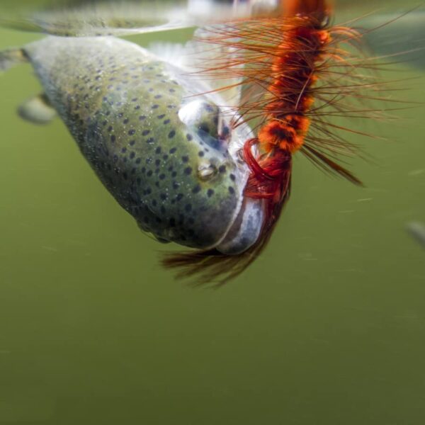 8pcs Wooly Bugger Flies Streamers Fly Fishin Dry Flies Nymphs Fly Fishing Flies Kit - Image 8