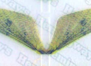 Realistic Mayfly Wings 4 Size Set Dry Flies Nymphs Fly Fishing Flies Kit