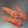 Redfish Crack  Redfish Crack Fly  Redfish Cr Dry Flies Nymphs Fly Fishing Flies Kit - Image 6