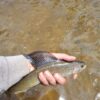 OutdoorFishing Fly Fishing Flies Kit Fly Ass Dry Flies Nymphs Fly Fishing Flies Kit - Image 4