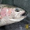 - Woolly Bugger Fly KIT (20 Flies) with Bead Dry Flies Nymphs Fly Fishing Flies Kit - Image 5