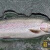 - Woolly Bugger Fly KIT (20 Flies) with Bead Dry Flies Nymphs Fly Fishing Flies Kit - Image 6