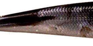 Gulp! Minnow Soft Bait – Black Shad – 4in | 1 Fishing Artificial Bait Soft Plastic Lures
