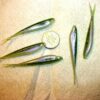 60-2 1/4 Crappie-BASS-Walleye-SHAD Minnow-JI Fishing Artificial Bait Soft Plastic Lures" - Image 2