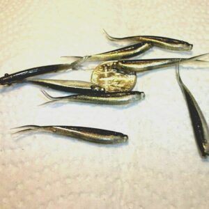 100-1 1/2 Crappie-PANFISH-SHAD Minnow-GRUBS- Fishing Artificial Bait Soft Plastic Lures”