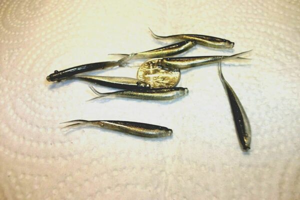 100-1 1/2 Crappie-PANFISH-SHAD Minnow-GRUBS- Fishing Artificial Bait Soft Plastic Lures"