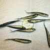 100-1 1/2 Crappie-PANFISH-SHAD Minnow-GRUBS- Fishing Artificial Bait Soft Plastic Lures" - Image 2