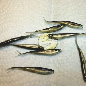 100-1 1/2 Crappie-PANFISH-SHAD Minnow-GRUBS- Fishing Artificial Bait Soft Plastic Lures”