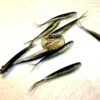 100-1 1/2 Crappie-PANFISH-SHAD Minnow-GRUBS- Fishing Artificial Bait Soft Plastic Lures" - Image 3