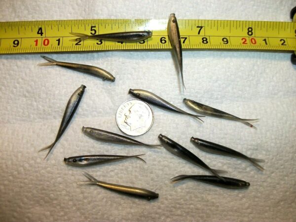 100-1 1/2 Crappie-PANFISH-SHAD Minnow-GRUBS- Fishing Artificial Bait Soft Plastic Lures" - Image 6
