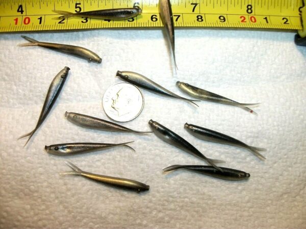 100-1 1/2 Crappie-PANFISH-SHAD Minnow-GRUBS- Fishing Artificial Bait Soft Plastic Lures" - Image 7