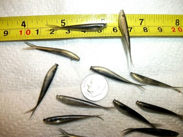 100-1 1/2 Crappie-PANFISH-SHAD Minnow-GRUBS- Fishing Artificial Bait Soft Plastic Lures" - Image 8