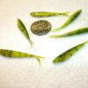 200-1 1/2 Micro Crappie panfish-shad Minnow- Fishing Artificial Bait Soft Plastic Lures"