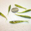 200-1 1/2 Micro Crappie panfish-shad Minnow- Fishing Artificial Bait Soft Plastic Lures" - Image 4