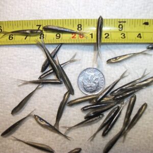 100-1 1/8 Crappie panfish-Trout-shad Minnow- Fishing Artificial Bait Soft Plastic Lures”