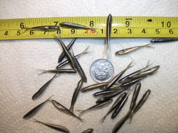 100-1 1/8 Crappie panfish-Trout-shad Minnow- Fishing Artificial Bait Soft Plastic Lures"