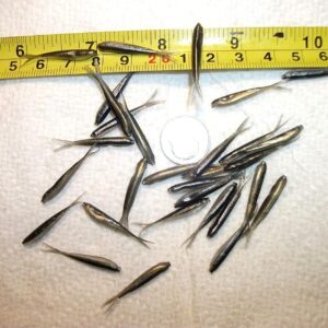 100-1 1/8 Crappie panfish-Trout-shad Minnow- Fishing Artificial Bait Soft Plastic Lures”