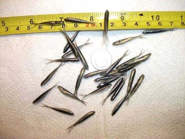 100-1 1/8 Crappie panfish-Trout-shad Minnow- Fishing Artificial Bait Soft Plastic Lures" - Image 2
