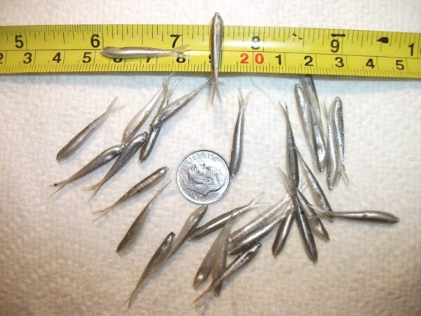 70-1 1/8 Crappie panfish-Trout-Scent-Minnow- Fishing Artificial Bait Soft Plastic Lures" - Image 2