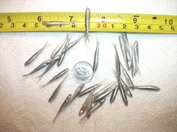 70-1 1/8 Crappie panfish-Trout-Scent-Minnow- Fishing Artificial Bait Soft Plastic Lures" - Image 5