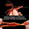 Crawfish Soft Plastic Lures Bass Fishing Bion Fishing Artificial Bait Soft Plastic Lures - Image 3