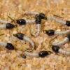 Epoxy Miracle Midge Fly Tied on Mustad Signa Dry Flies Nymphs Fly Fishing Flies Kit - Image 2