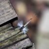 Hand Tied Fly Fishing Dry Flies Assortment w Dry Flies Nymphs Fly Fishing Flies Kit - Image 6