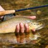 Hand Tied Fly Fishing Dry Flies Assortment w Dry Flies Nymphs Fly Fishing Flies Kit - Image 7