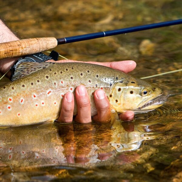 Hand Tied Fly Fishing Dry Flies Assortment w Dry Flies Nymphs Fly Fishing Flies Kit - Image 7