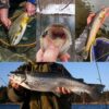 Fly Fishing Flies Kit Trout Steelhead Salmon Dry Flies Nymphs Fly Fishing Flies Kit - Image 7