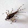 Realistic May Fly Nimph Set of 6 Dry Flies Nymphs Fly Fishing Flies Kit - Image 2