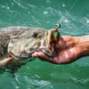 PowerBait Chigger Craw 9 count Fishing Artificial Bait Soft Plastic Lures - Image 4